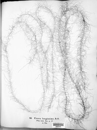 Dolichousnea longissima image